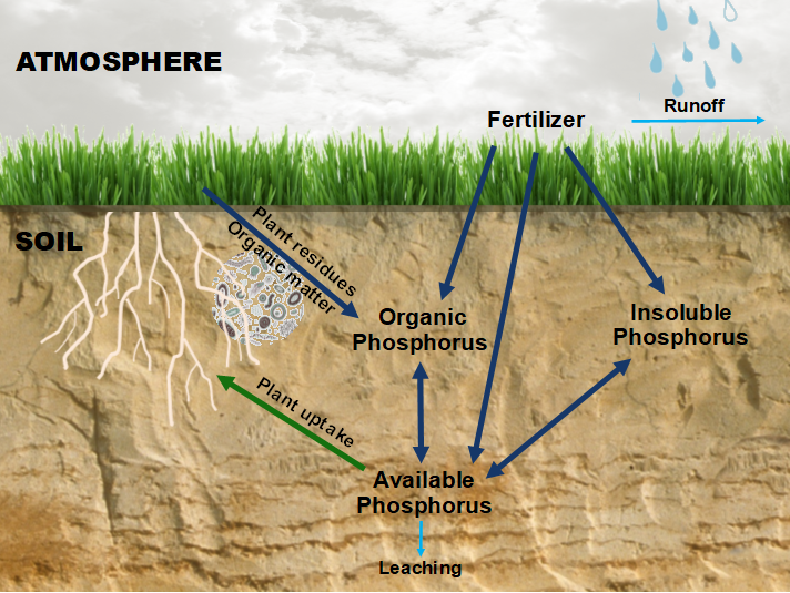Phosphorus cyclepng